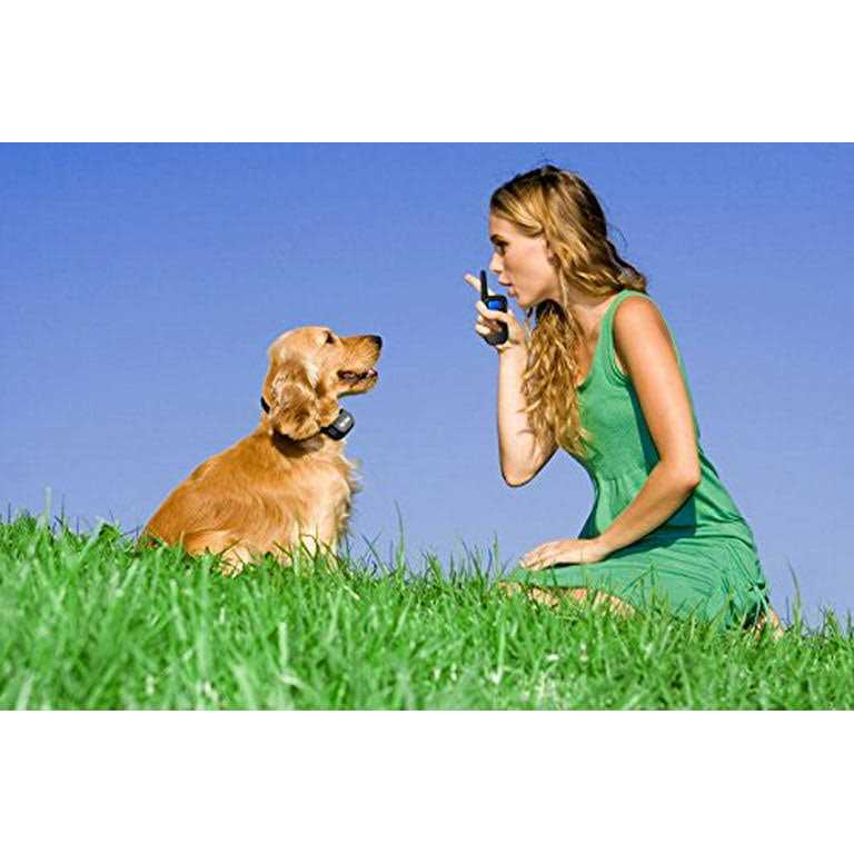 Shock Collar for Small Dogs with Remote N36689
