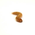 Live Mealworms Reptile Food C73057