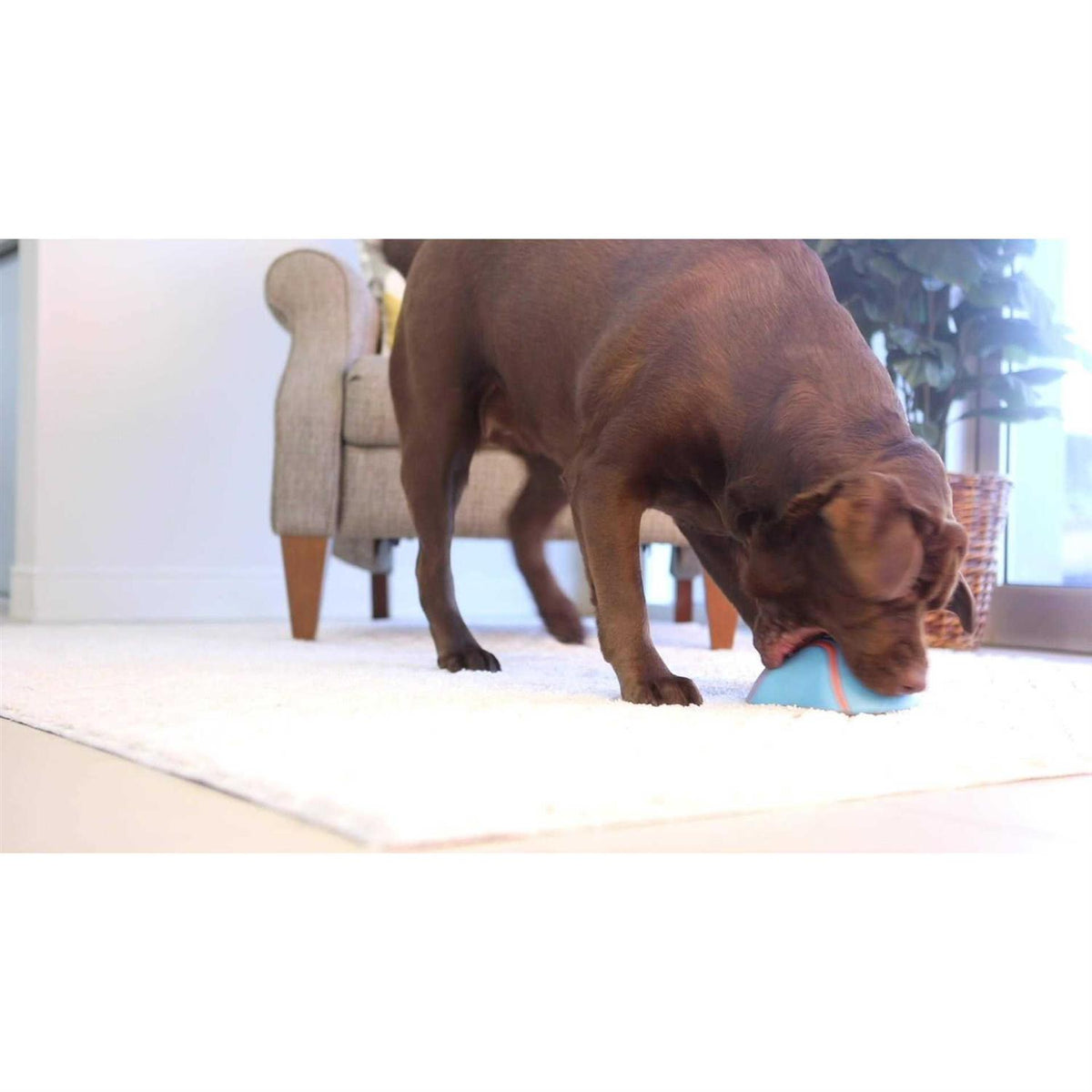 Indoor Dog Toy A50928