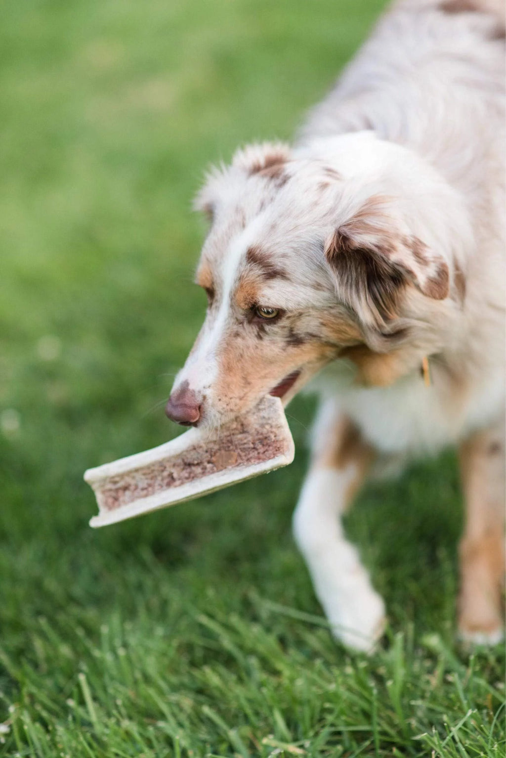 6 Inch Naturally Shed Elk Antler Dog Chews 3 Pack T43349