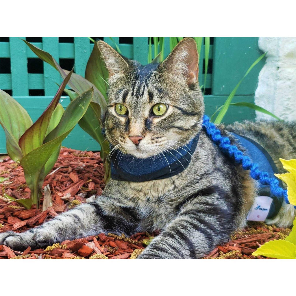Cat Harness Z441225