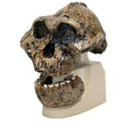 Australopithecus Boisei Skull Model H2251
