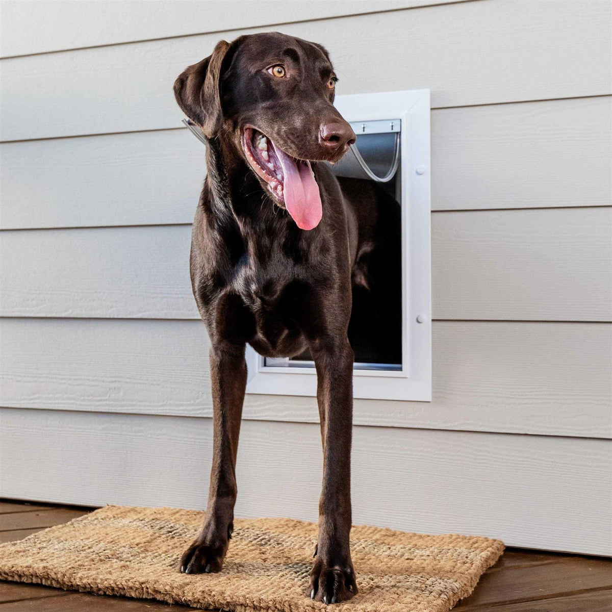 Wall Entry Pet Door Y4211