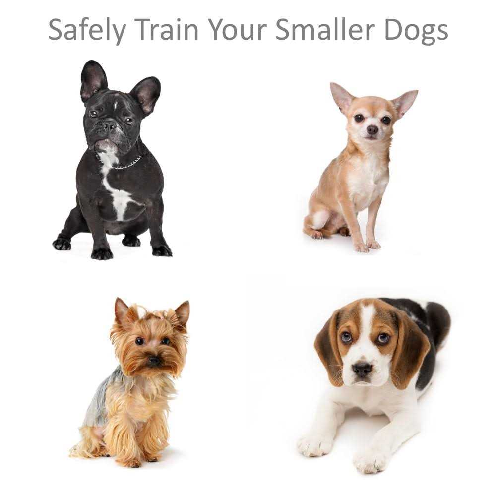 Shock Collar for Small Dogs with Remote N36689
